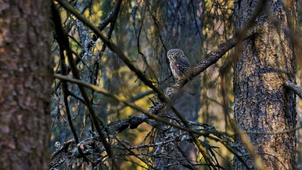 Kun aurinko nousee ja säteet punaavat metsän komeroita, varpuspöllö viheltää. Nokkahuilumainen aamulaulu ei tuo mieleen pöllöä vaan punatulkun. (Kuvaaja: Jorma Luhta)