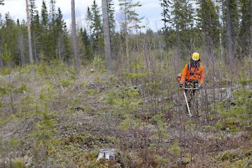 Taimikkoa raivatessa kannattaa käsitellä kerrallaan 2-4 metriä leveää kaistaa. Puut kaadetaan kohti jo raivattua taimikon osaa. (Kuvaaja: Sami Karppinen)