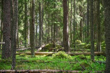 Hiilikorvauksen lisääminen Metso-ohjelman rahoitukseen ei muuttaisi suojelun pinta-alatavoitteita, joka on 40 000 hehtaaria vuosille 2026–2030. Kuva Evolta. (Kuva: Riku Lumiaro/Syke)