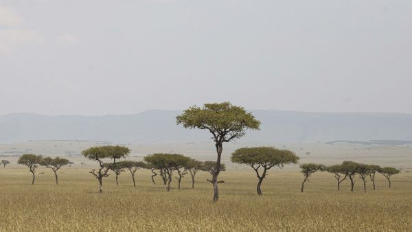 Näkymä savannilla haastaa metsäjärjen  miksi puut kasvavat niin harvassa (Kuvaaja: Mikko Riikilä)