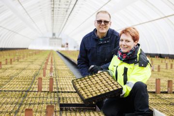 Fin Forelian toimitusjohtaja Timo Salminen sekä Röykän taimitarhan taimitarhapäällikkö Katja Virtanen esittelevät seuraavaksi vuodeksi kylvettyjä tulevia 1-vuotiaita kuusentaimia. (Kuvaaja: Seppo Samuli)