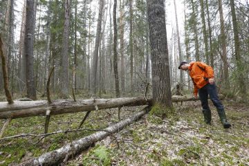 Päijänteen mhy:n Henri Mommon mukaan suojelun kysyntä kasvaa, joten suojelusopimusten valmisteluun on lisätty resursseja. Kuvassa suojeltu lehtometsä Hankasalmella Keski-Suomessa. (Kuvaaja: Sami Karppinen)