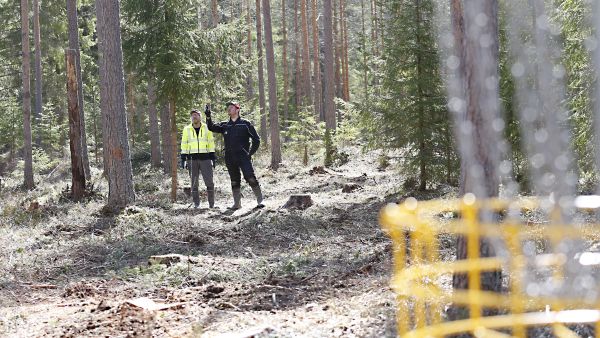 Jarmo (vas.) ja Janne Saarela ovat suunnitelleet Malluusen frisbeegolfradan väyliä yhdessä. Puusto on poistettu väyliltä maltillisesti ja vähin erin siten, että normaali metsänkasvatuskin onnistuu edelleen. (Kuvaaja: Sami Karppinen)