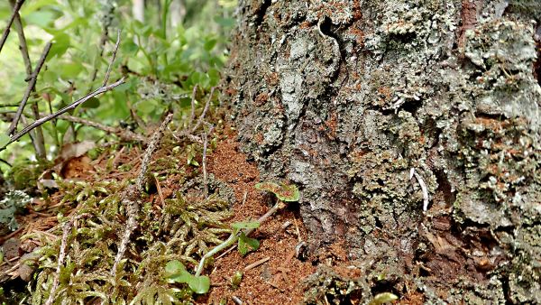 Kirjanpainajan valtaaman kuusen tunnistaa touko-kesäkuussa puun juurelle varisevasta ruskeasta purusta. (Kuvaaja: Tiina Ylioja)