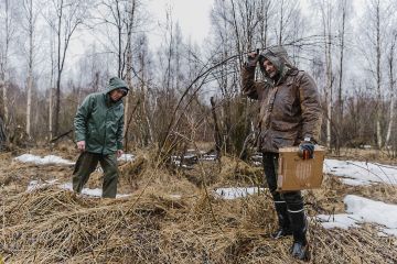 Hannu Hökkä (vas.) ja Mikko Häyrynen taimia etsimässä. Peltoheiton kuloheinän seasta niitä löytyikin yllättävän hyvin ja hyvävoimaisina. (Kuvaaja: Antti J. Leinonen)