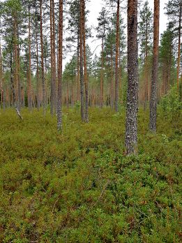 Ojitus voi johtaa tällaiseen lopputulokseen. (Kuvaaja: Samuli Joensuu)