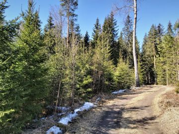 Ajankohta metsätilojen arvioimiseen on mitä parhain ainakin Etelä-Suomessa. Ilma on raikas, suot ovat jäässä, puissa ei ole lehtiä eikä syöpäläisistä haittaa. Kuva: Hannu Liljeroos
