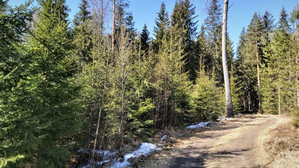 Ajankohta metsätilojen arvioimiseen on mitä parhain ainakin Etelä-Suomessa. Ilma on raikas, suot ovat jäässä, puissa ei ole lehtiä eikä syöpäläisistä haittaa. Kuva: Hannu Liljeroos