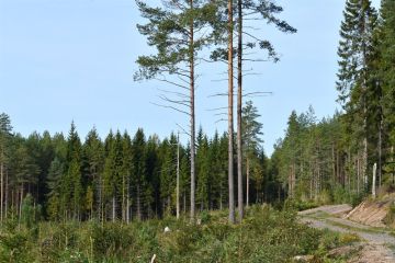 Monimuotoisuuslisän avulla Stora Enso kannustaa metsänomistajia jättämään metsiin aiempaa enemmän säästöpuita. (Kuva: Stora Enso)