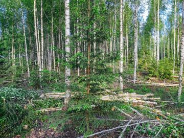Suomalainen metsätalous tuottaa runsaasti puuenergiaa, mutta sen uusiutuvuutta on alettu kyseenalaistaa.  