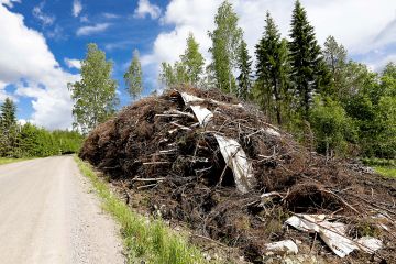 Hakkuutähteet on kuivattava palstalla ennen tienvarsivarastoon kuljettamista. Hakkuutähteiden kuiva-ainetappiot ovat usein suuret, jos varastointiaika pitkittyy. (Kuvaaja: Sami Karppinen)