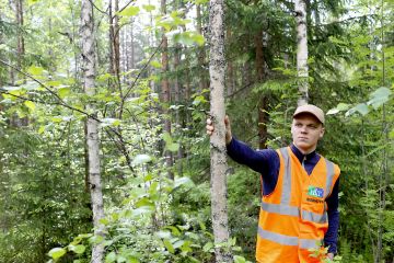 Energiapuuhakkuussa myös rungot, jotka eivät täyttäisi kuitupuun mittoja, korjataan talteen. Ennakko-raivauksessa nämä rungot jäävät pystyyn, näyttää Laanian (Lassila  Tikanojan ja Neovan yhteisyritys) metsäpalveluasiantuntija Erkki Kuosmanen. Hän esitteli energiapuun korjuuta Petäjävedellä kesäkuussa. (Kuvaaja: Sami Karppinen)