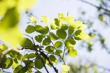 Mitään puulajia ei pidä poistaa metsästä kokonaan. (Kuvaaja: Seppo Samuli)