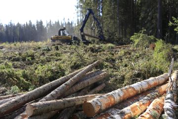 Kovin kysyntä kohdistuu tällä hetkellä kuitu- ja energiapuuhun. Tukkipuukin käy kaupaksi ja hinta on hyvällä tasolla, mutta sahatavaran kysynnän osalta talven tilanne on vielä hämärän peitossa. (Kuvaaja: Sami Karppinen)