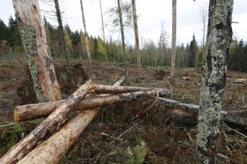 FSC-lisän on ajateltu kattavan luontoarvojen vuoksi saamatta jäävät puukauppatulot, mutta ei enempää. Niukkuustilanne saattaa muuttaa asetelmaa. (Kuvaaja: Sami Karppinen)
