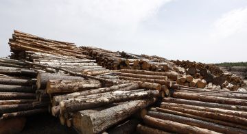 Järeää ainespuuta ohjautuu tällä hetkellä poltettavaksi korkean sähkön hinnan takia ja talvea kohden puun polton ennakoidaan kiihtyvän entisestään. Suuren kaupungin voimalaitoksen energiapuuterminaalin kymmenien tuhansien kuutioiden puuvarastot näyttivät kesäkuussa tältä. (Kuvaaja: Sami Karppinen)