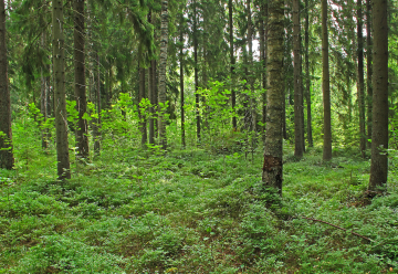 Tuoreet kankaat sopivat hyvin sekametsän kasvatukseen. (Kuva: Hannu Nousiainen)