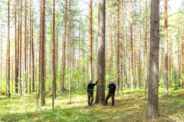 Yksi ensimmäisistä pluspuista, jos ei ensimmäinen, erottuu edelleen 75 vuotta valinnan jälkeen edukseen. Tutkijat  Seppo Ruotsalainen (vas.) ja Matti Haapanen auttoivat etsimään puun harjutien tuntumasta Pnnkarjulla. (Kuva: Sirpa Mikkonen)
