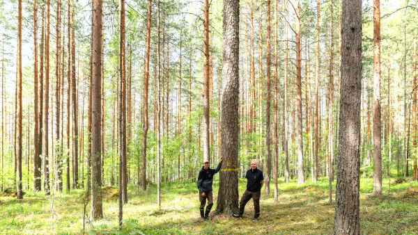 Yksi ensimmäisistä pluspuista, jos ei ensimmäinen, erottuu edelleen 75 vuotta valinnan jälkeen edukseen. Tutkijat  Seppo Ruotsalainen (vas.) ja Matti Haapanen auttoivat etsimään puun harjutien tuntumasta Pnnkarjulla. (Kuva: Sirpa Mikkonen)