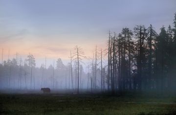 Elimyssalossa karhun kohtaaminen retkeilyreitillä on todennäköisempää kuin missään muualla Suomessa. (Kuva: Jorma Luhta)