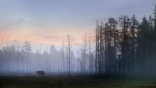 Elimyssalossa karhun kohtaaminen retkeilyreitillä on todennäköisempää kuin missään muualla Suomessa. (Kuva: Jorma Luhta)