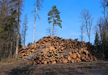 Hakattuja puita venäläisellä tienvarsivarastolla. (Kuvaaja: Shutterstock images)