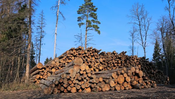Hakattuja puita venäläisellä tienvarsivarastolla. (Kuvaaja: Shutterstock images)