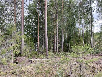 PEFC-metsäsertifioinnissa vesistöjen suojavyöhykkeiden leveys tuplaantuu kymmeneen metriin. (Kuvaaja: PEFC Suomi)