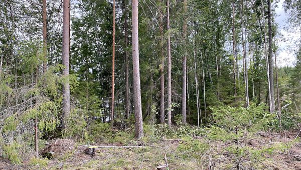 PEFC-metsäsertifioinnissa vesistöjen suojavyöhykkeiden leveys tuplaantuu kymmeneen metriin. (Kuvaaja: PEFC Suomi)