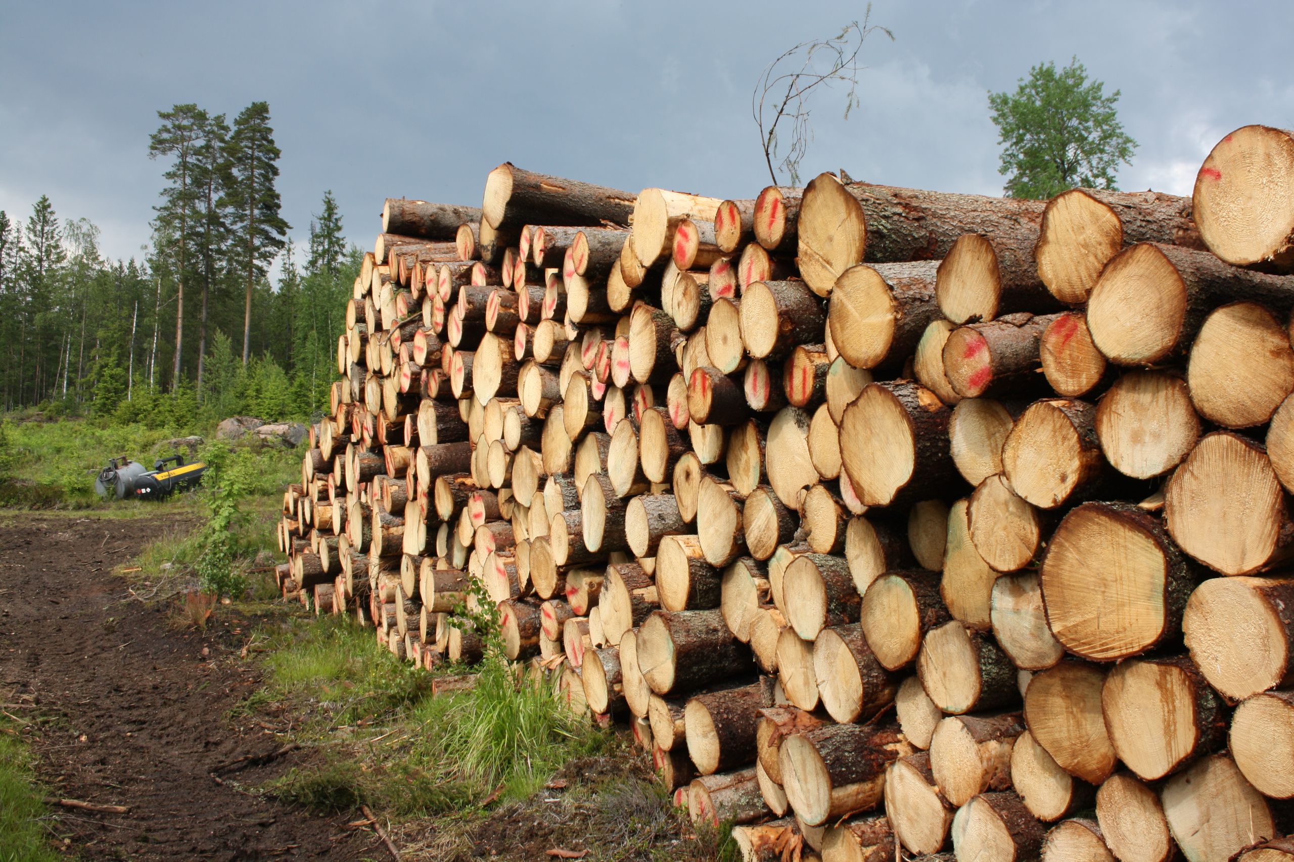 Kuusitukkipinoista kertyy eniten rahaa metsänomistajille. Suomi on tosin kahtia jaettu maa, sillä Etelä-Pohjanmaalta Lappiin ulottuvalla alueella kuusi tuo vain 19-36 prosenttia tuloista.  