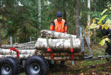 Rungot Matti Ahonen katkoo halon mittaan jo hakkuussa. Metrin pölkkyjä on helppo kuormata peräkärryyn. (Kuva: Sami Karppinen)