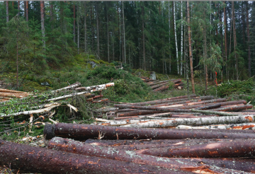 Koivukuitupuuta kertyy suomalaisista metsistä yleensä muiden puulajien korjuun ohessa ja usein talvikorjuuta vaativilta kohteilta. Siksi Venäjältä tuodun koivun korvaaminen kotimaisella on vaikeaa. (Kuva: Sami Karppinen)