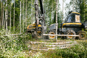 Ensiharvennuksessa kaadettavan koivun pätkimiseen kiteytyy perusmuodossaan se, mistä puunkorjuussa on kyse. Koivuista tehdään vain yhtä puutavaralajia, kuitupuuta. (Kuva: Seppo Samuli)