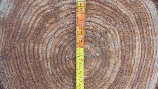 Hyvällä maapohjalla puu kasvaa. Lehtikuusi on yltänyt 30 vuodessa 45 senttimetrin läpimittaan. Kuva: Hannu Liljeroos