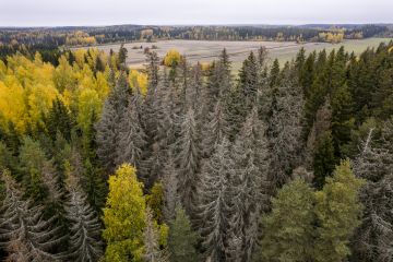 Nastolan kuusikon kasvupaikka on lehtomaista tai tuoretta kangasta eli mitä sopivinta kuuselle. Silti suuria kuusia kuolee joukolla. (Kuvaaja: Seppo Samuli)