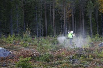 Levitimme Tricoa sumutteena taimikkoon, emmekä tähdänneet sitä kohti taimia. (Kuvaaja: Sami Karppinen)