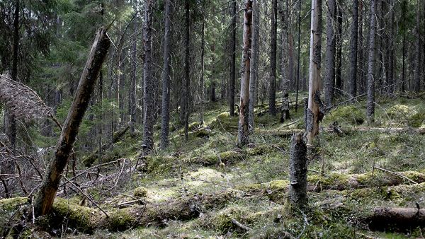 Metso on metsiensuojeluohjelmana tunnetuin, mutta ei suinkaan ainoa eikä usein edes mahdollinen vaihtoehto. (Kuva Jyrki  Luukkonen)