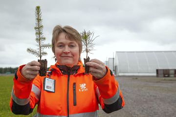 Anne Immonen havainnollistaa Pikkolo-taimen ja peruspaakkutaimen kokoeron. (Kuva Mikko Riikilä)