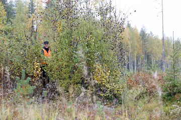 Varhaisperkausvaiheessa raivattavan kuvion reunan tuntumaan jätetty tiheikkö tarjoaa suojaa linnuille ja eläimille välittömästi, mutta tiheikön merkitys korostuu ajan myötä. Stora Enson metsänhoitopäällikkö Kari Kuusniemi näkee, että tiheikköjen jättämisessä raivauksen yhteydessä on kyse ennen kaikkea ajattelutavan muutoksesta. (Kuva Sami Karppinen)