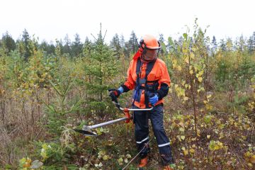 Siemensyntyisiä koivuja jätetään kasvamaan metsäyhtiöiden ohjeistuksissa kuusitaimikossa noin 10–20 prosenttia runkoluvusta. Metsurille uusi malli aiheuttaa hieman aiempaa enemmän pohtimista. Metsuriyrittäjä Mirva Pynnönen teki varhaisperkausta Metsä Groupille uuden ohjeistuksen mukaan viime viikolla Jyväskylän Kuikassa. (Kuva Sami Karppinen)