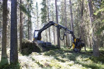 Metsäkoneen katkontatiedon avulla saadaan tarkka sijainti, missä kohdin hakkuukuviota juurikääpälahoa on. Tätä tietoa voidaan hyödyntää kuvion uudistamisessa. (Kuvaaja: Sami Karppinen)