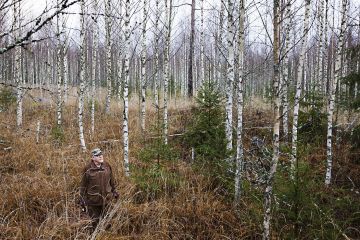 Metsänomistaja Olavi Lyly on käynyt joka toinen vuosi raivaamassa luontaisesti uudistettua koivikkoa kohti tavoite tiheyttä. Parhaiten harvennus onnistuu sähkösahalla. (Kuvaaja: Seppo Samuli)