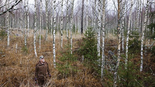 Metsänomistaja Olavi Lyly on käynyt joka toinen vuosi raivaamassa luontaisesti uudistettua koivikkoa kohti tavoite tiheyttä. Parhaiten harvennus onnistuu sähkösahalla. (Kuvaaja: Seppo Samuli)