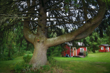 Kiteen monirunkoinen ”kuusimuodostuma” kasvaa Heikki Hirvosen pihalla Kiteellä. 