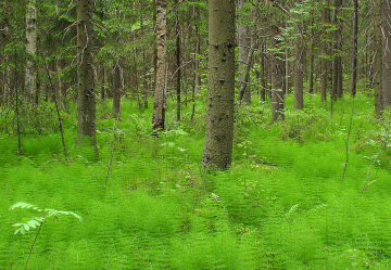 Metsäkortekorpi on yksi metsälain erityisen tärkeistä elinympäristöistä. (kuva Hannu Nousiainen)