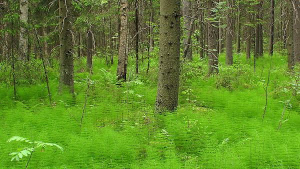 Metsäkortekorpi on yksi metsälain erityisen tärkeistä elinympäristöistä. (kuva Hannu Nousiainen)