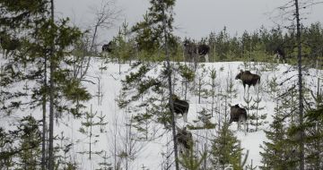 Hirvien ruokahalu on omalta osaltaan syynä metsien vuotuisen kasvun hiipumiseen. (Kuva Ari Komulainen)