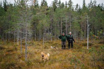 Heikkisellä on sillä tavalla erilaisia metsiä, että kaikkia ei ole koskaan ojitettu. Pystykorva on oikea metsästyskoira.  (Kuvaaja: Antti J. Leinonen)