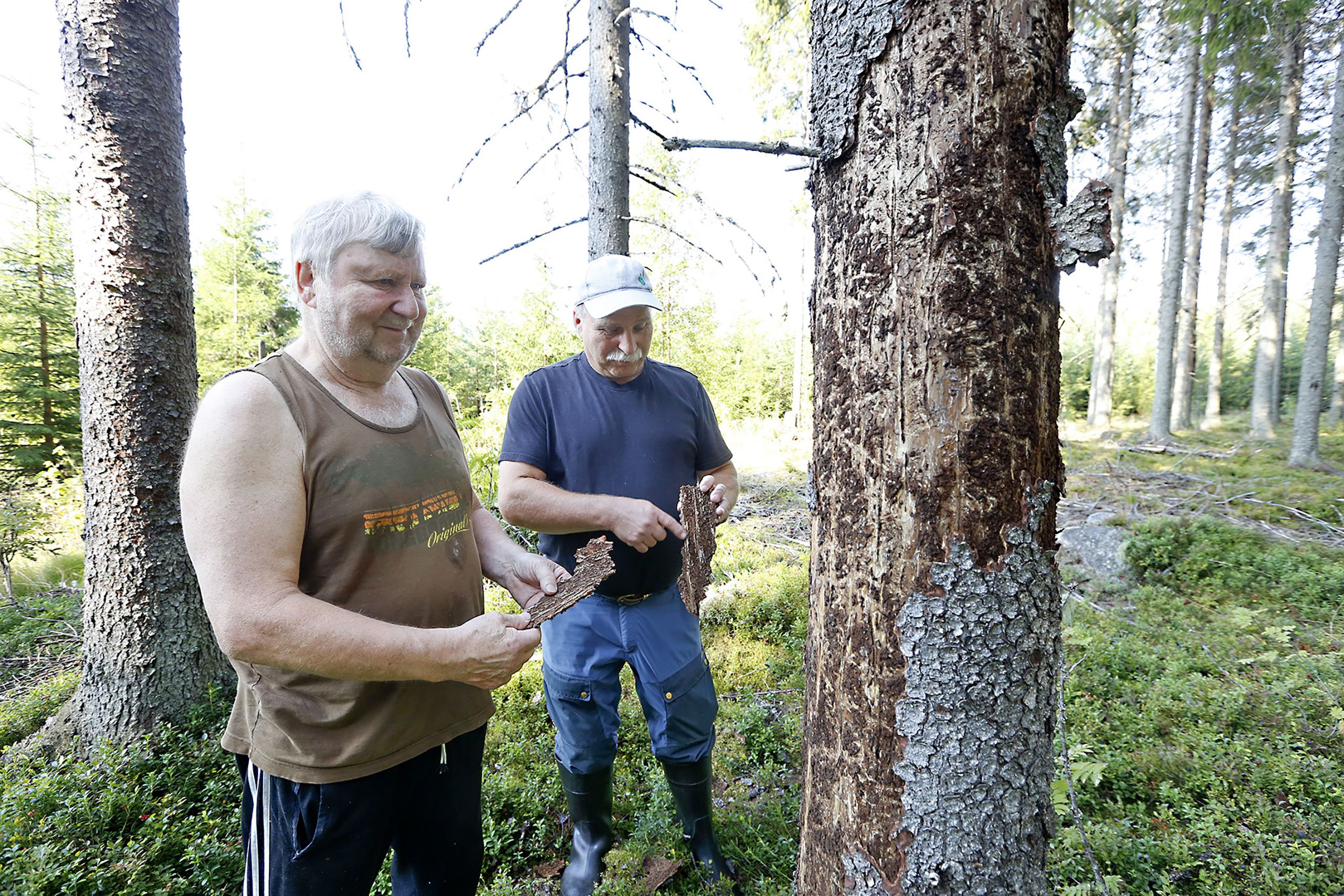 Metsänomistaja Markku Leppänen (vas.) ja Metsänhoitoyhdistys Karstula-Kyyjärven metsäneuvoja Jaakko Leppänen löysivät tämän vuoden elokuussa lisää kirjanpainajien tappamia kuusia, vaikka kuivuneita kuusia korjattiin alueelta jo viime talvena. (Kuvaaja: Sami Karppinen)