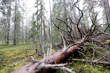 Tuoreimmassa uhanalaisuusarviossa vuodelta 2019 Suomen kaikkiaan noin 50 000 lajista  uhanalaisiksi arvioitiin 2 667. Metsälajeista uhanalaisia on suhteellisesti vähemmän kuin muissa maaekosysteemeissä. (Kuva  Sami Karppinen)